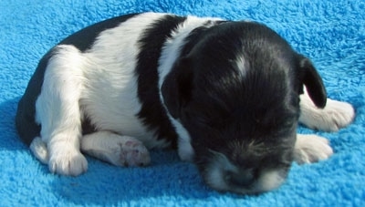 Newborn Corgipoo Puppy is sleeping on a blue towel with its head laying over his front paw
