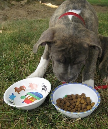 Spencer the Pit Bull Terrier is sitting outside in front of a food and water bowl looking at the dry kibble that is in the bowl