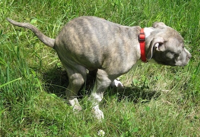 Spencer the Pit Bull Terrier wearing a red collar squatting in grass preparing to poo