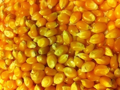 A lot of yellow corn kernals