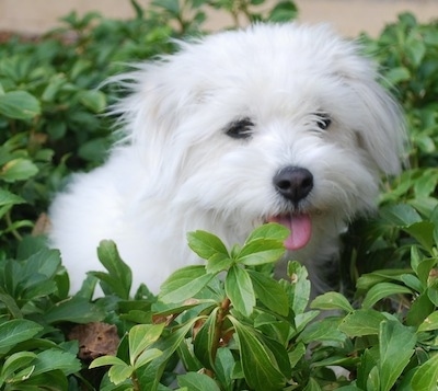 Reno the Coton De Tulear is sitting in a bush with her tongue out looking content and happy