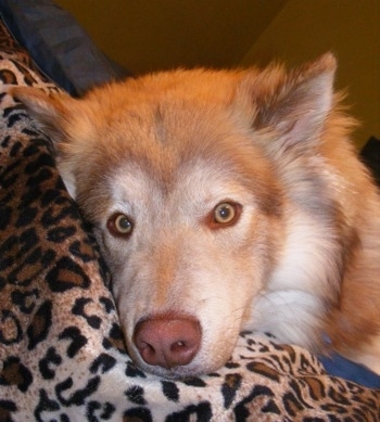 coyote husky mix puppies