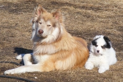 coyote husky mix puppies