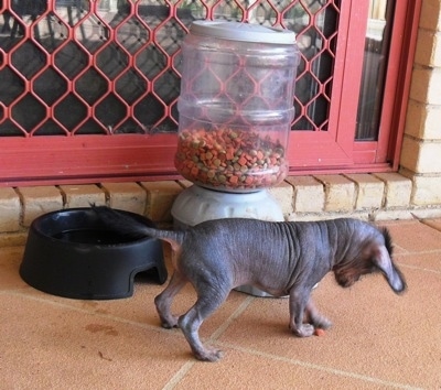 Crested Cavalier Puppy is playing with food on a porch, in front of a food dispenser and a water bowl.