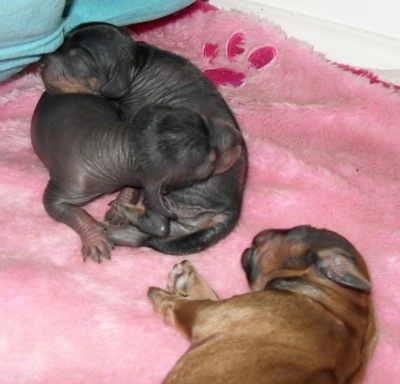 Two hairless gray newborn Crested Cavalier Puppies are laying together and one newborn brown coated Crested Cavalier puppy is laying down on its side next to them