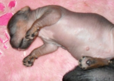 Newborn Crested Cavalier Puppy is laying on its back belly-up and looking to the left