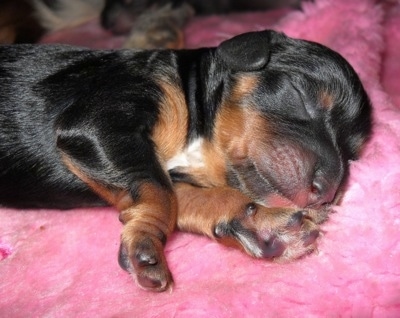 Close Up - Newborn Crested Cavalier Puppy is sleeping on a pink blanket