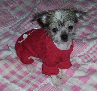 PeeWee the Crested Peke puppy is wearing a red knit sweater and sitting on a bed that has a pink and white blanket over it