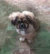 Tambuchi the Crested Peke puppy is sitting on a brown tiled floor and looking up