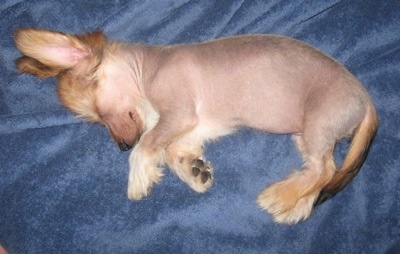 Soya the hairless Crestoxie Puppy is sleeping on a blue blanket