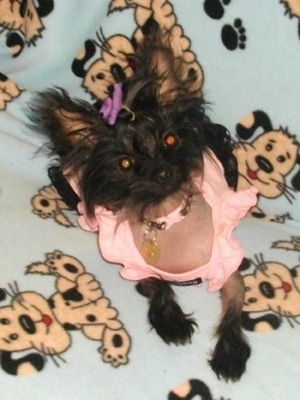 Nautika the Crustie is wearing a peach shirt and collar with a purple bow on her head while sitting on a blanket that has cartoon print dogs all over it