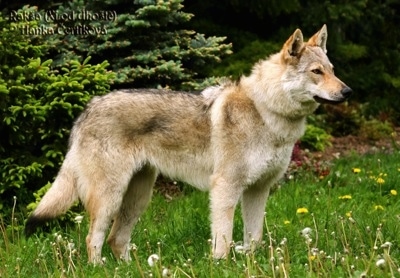 czech wolfdog temperament