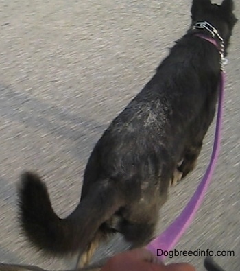 A black Shepherd dog with white flaky dandruff showing all over his back is walking on a road while on a purple leash