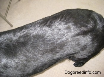 what does dandruff look like on dogs
