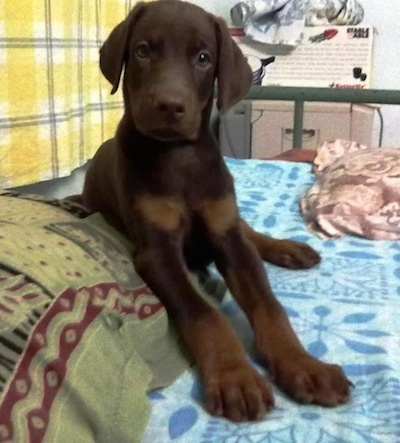 Caesar the Doberman Pinscher puppy is laying on a bed that has a blue blanket on top of it and there is a green and maroon pillow next to her