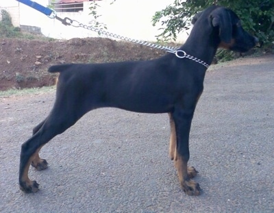 Right Profile - Meena the Doberman Pinscher is posing in a road while wearing a choke chian and a leash