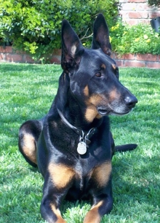 kølig Næste evigt Doberman Shepherd Dog Breed Information and Pictures