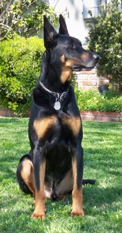 Cairo the Doberman Shepherd hybrid is sitting in a yard and looking to the right