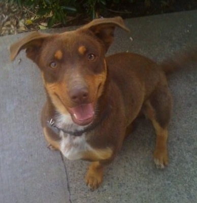 Jack the Dobie-Basset is sitting on a sidewalk with its mouth open and tongue out