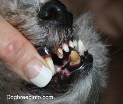 Close up - A person is exposing the underbite of a grey with white dog.