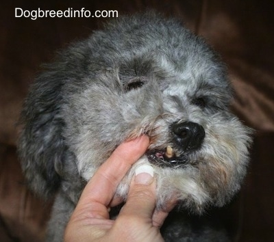 Close up - A person has their hand near the mouth of a fluffy grey with white dog. The dogs bottom K9 tooth is sticking out.