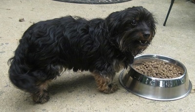 A dog is standing on concrete in front of a bowl full of dry kibble and looking to the right of its body