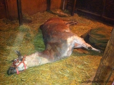A dead llama laying on a barn floor