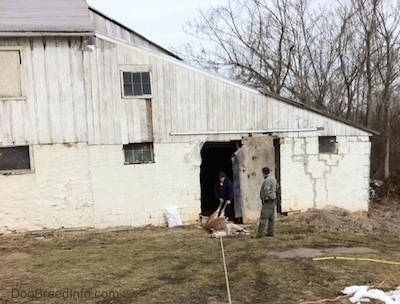 A dead llama with a rope tied around its neck being drug out of an old white barn with two men standing near it