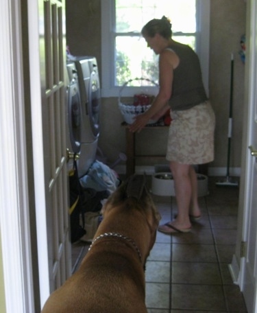 The back of a tan with white Great Dane that is waiting for a lady to put down a food bowl.