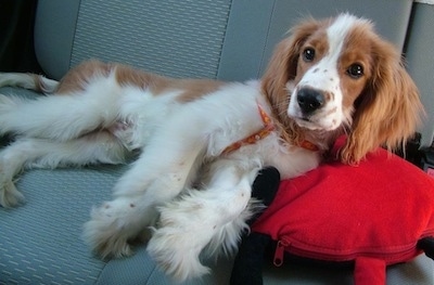 The right side of a white with tan Cockalier that is laying on a pillow in a car and it is looking forward.