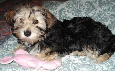 The left side of a black with tan and white Bichon Yorkie Mix is laying across a blanket on a bed with a plush toy in front of her.