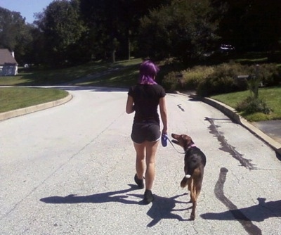 A purple-haired girl is leading a Dog on a walk down a street