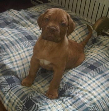 Diego the Dogue de Bordeaux Puppy is sitting on a blue and white plaid pillow. There is a dumbbell behind the pillow