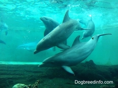 A school of Bottlenose Dolphins swimming underwater.