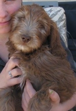 goldendoodle lab mix