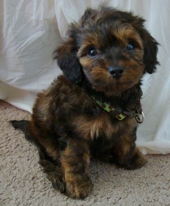 wire haired dachshund poodle mix