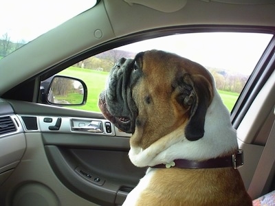 Amos Moses the EngAm Bulldog is sitting in the passenger seat of a vehicle and looking over the windshield