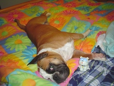 Amos Moses the EngAm Bulldog is laying on his side on a bed on top of a very colorful flowered comforter. There is a white plastic Bulldog toy in front of him.