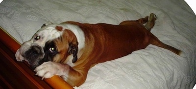 Amos Moses the tan, white and black EngAm Bulldog is laying on a human's bed with his front paws on the back of the bed frame.