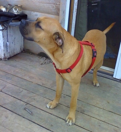 Gunner the Englian Mastiff is standing outside on a wooden deck in front of a door and looking to the upper left. There is a cat in the background laying on a white wooden box watching. The dog is wearing a red harness.