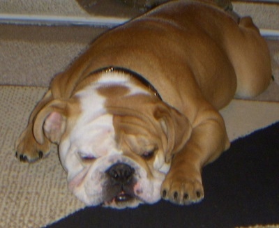 fawn brindle and white english bulldog