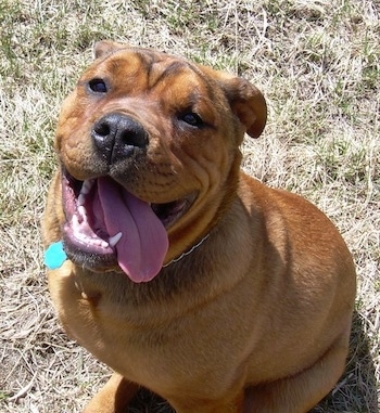 Maxwell Corneilus Von Hopper the brown English Bullweiler is sitting in a yard. His mouth is open and tongue is hanging out