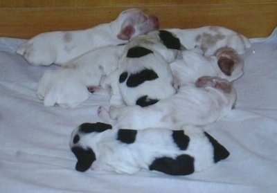 A litter of English Cocker Spaniel puppies are laying on a blanket. They are white, white and tan and black and white.