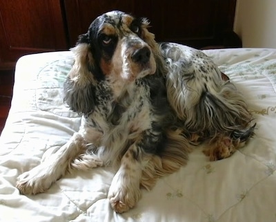 Sparky the black, brown, gray, white and tan English Cocker Spaniel is laying on a bed and looking up