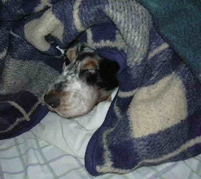 Sparky the English Cocker Spaniel is laying on a human's bed with a blue and tan blanket covering his body and most of his head