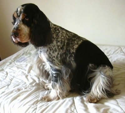 Sparky the black, brown, tan, gray and white English Cocker Spaniel is sitting on a human's bed that has a white blanket over it.