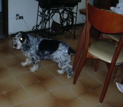 Sparky the black, gray, white and tan English Cocker Spaniel is walking across a tan tiled dining room floor in front of a table