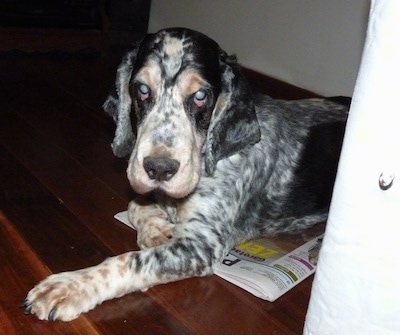 Sparky the shaved black, tan, gray and white English Cocker Spaniel is laying on a newspaper on a hardwood floor.