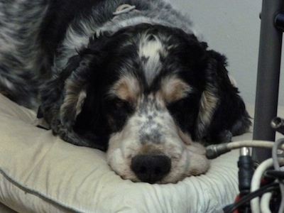 Close Up - Sparky the English Cocker Spaniel is sleeping on a pillow next to a bed frame with cable wrapped around it
