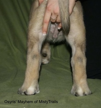 Close up view from the back of the legs - The hind structure of an English Mastiff puppy on a green blanket with a person's hand on the puppy posing it.